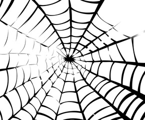 Intricate spider web with delicate patterns