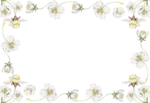 Cherry sakura white flower and bud on stems, hand drawn in watercolor, apple blossom early spring wildflower botanical illustration. Isolated horizontal frame, for wedding, florist shop, scrapbooking