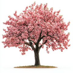 Obraz premium Pink Cherry Blossom Tree Isolated on White Background