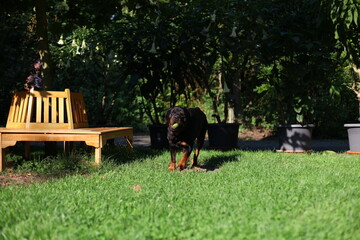 Rottweiler spielt im Garten im Sommer auf dem Rasen