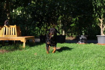 Rottweiler spielt im Garten im Sommer auf dem Rasen
