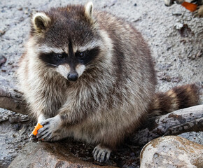 raccoon