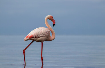 Wild african bird. Pink  african flamingo on  the blue lagoon on a sunny day