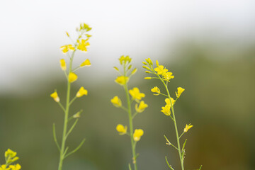 False pakchoi, Mock pakchoi yellow flowers in the garden