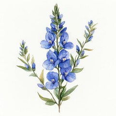 Watercolor Painting of Blue Flowers.