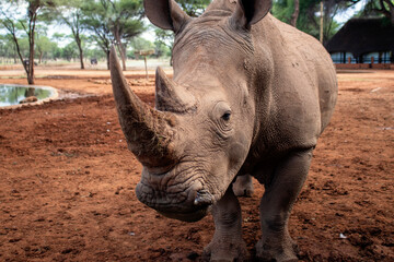 Wild african animals. Portrait of a  white Rhino grazing in a National park