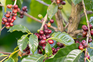 Red and green coffee fruit on tree on green leaf background.