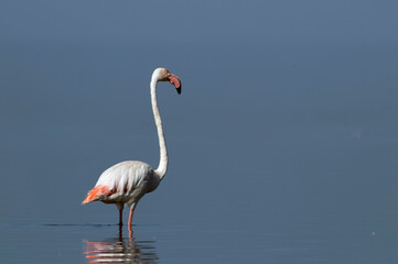African wild birds. Lone great flamingo on the blue lagoon in the morning