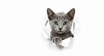 Adorable Russian Blue Kitten Emerging Through Torn Paper with Striking Green Eyes - Creative Pet Portrait