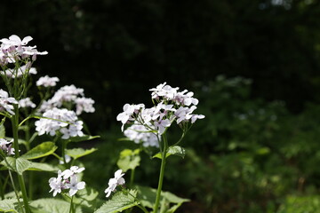 A bunch of white flowers are in a field