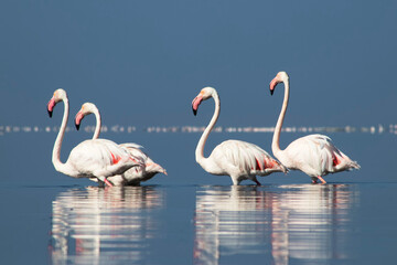 African wild birds. A flock of great flamingos on the blue lagoon against the bright sky
