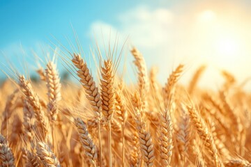 Fototapeta premium Golden wheat field under bright sky