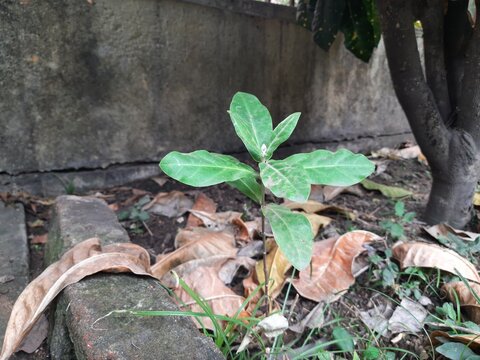 Calotropis gigantea plant. Its other names is&nbsp;crown flower,&nbsp;Giant milkweed, Bowstring hemp, Swallow wort, and Asclepiad tree. This plant is used in many Ayurvedic medicines.&nbsp;