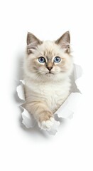 Adorable Ragdoll Kitten Emerging Through Torn Paper - Fluffy Blue-Eyed Feline on White Background