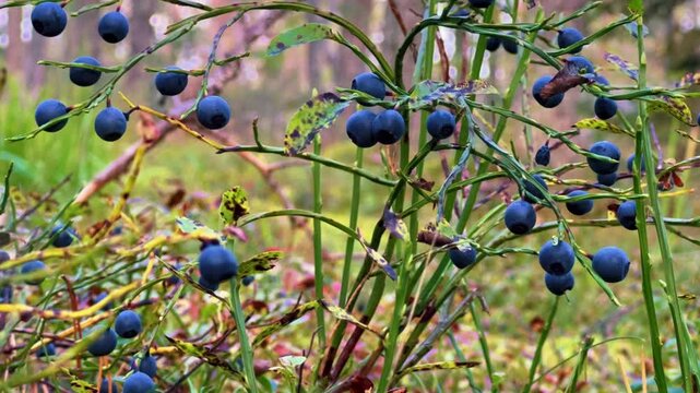 A low-growing shrub of purple blueberry grows in the forest. Wild berry. Nature in autumn. Ripe blueberries in the forest. Blueberry berries on bushes among the moss in the forest. Karelia. 4K