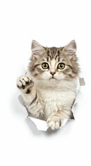 Obraz premium Charming Minuet Kitten Poking Through Torn Paper - Fluffy and Elegant on White Background