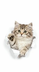 Obraz premium Charming Minuet Kitten Poking Through Torn Paper - Fluffy and Elegant on White Background