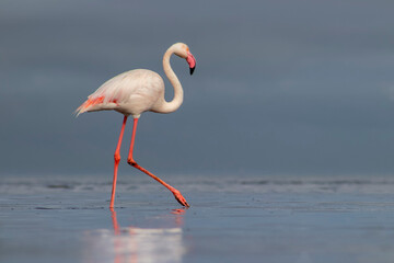 Obraz premium African wild birds. Lone great flamingo on the blue lagoon in the morning