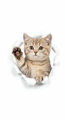 Adorable Munchkin Kitten Emerging Through Torn Paper - Playful Feline on White Background