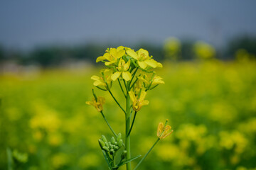 Obraz premium Mustard Flower field of yellow rapeseed