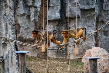 golden monkey,