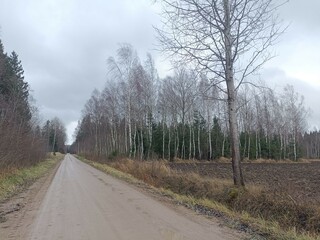 Forest in Siauliai county during cloudy autumn day. Oak and birch tree woodland. Cloudy day with white clouds in blue sky. Bushes are growing in woods. Nature. Fall season. Miskas.