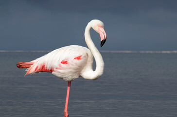 Wild african bird. Pink  african flamingo on  the blue lagoon on a sunny day