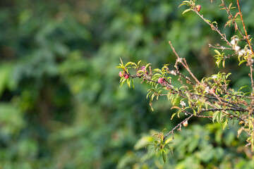 Prunus subg ,Cerasus flowers in the garden
