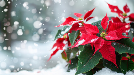 Red poinsettia in snow with festive berries
