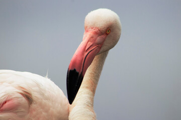A close-up of a great flamingo against a blue sky.