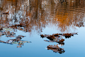 Fallen oak leaves float along the blue surface of the river. in the background are reflections of trees in the gold of autumn. the reflection is distorted by a small wave on the surface of the river