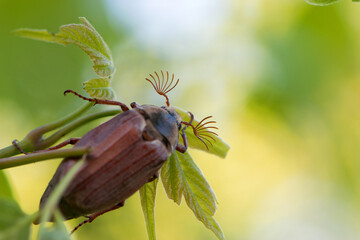 Melolontha. Cockchafer Melolontha Scarabaeidae, crawling on green leaves in natural environment. insect in the wild. garden pest. May beetle sits on leaves. macro nature. focus on mustache