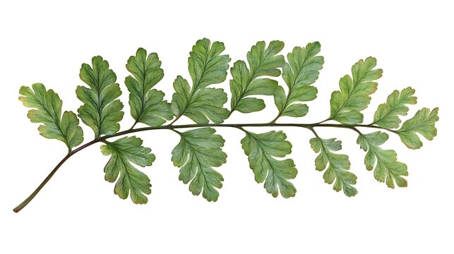 Close-up of green fern leaf with intricate details isolated on a white background, perfect for natural and botanical themes