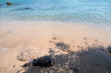 Tranquil Beach Scene with Clear Water and Smooth Sand Shoreline