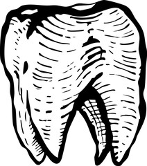 Dental clip art, icon doodle, engrave line art, teeth doodle art, tooth line art