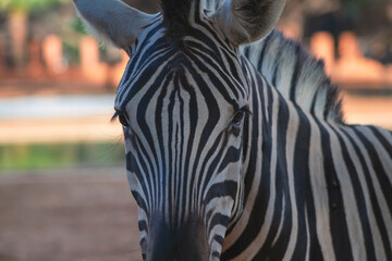 Wild african life. Close up Namibian mountain zebra in the middle of the savannah.