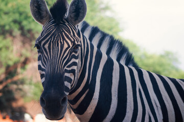 Fototapeta premium A wild African animal. Close-up of a mountain zebra on the grassland