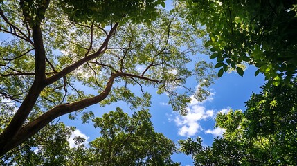 Fototapeta premium Sunlight filtering through lush forest canopy. Concept of nature, environment, and tranquility.