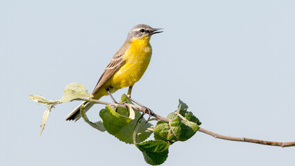 yellow billed hornbill