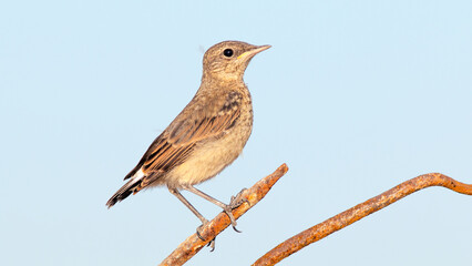 sparrow on a branch