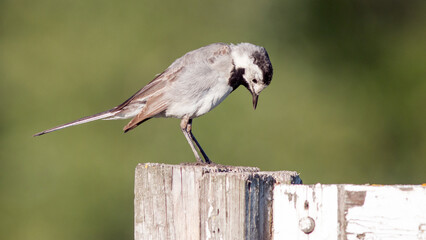 great spotted woodpecker