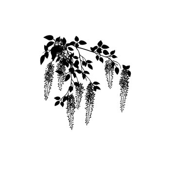 black wisteria branch on white background clip art preview