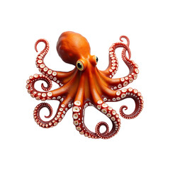 octopus isolated on white background © Novel