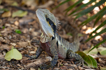 Eastern Bearded Dragon - Genus Pogona in Murwillumbah NSW Australia.