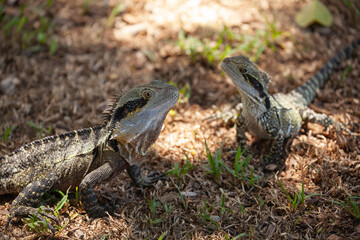 Eastern Bearded Dragons - Genus Pogona in Murwillumbah NSW Australia.