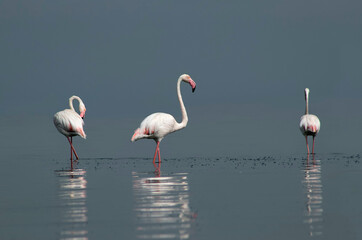 African wild birds. A flock of great flamingos on the blue lagoon against the bright sky