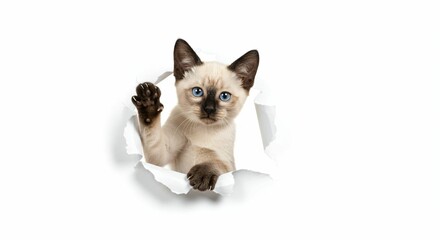 Playful Siamese Kitten Breaking Through Torn Paper - A Beautiful Pet Portrait