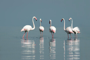 African wild birds. A flock of great flamingos on the blue lagoon against the bright sky