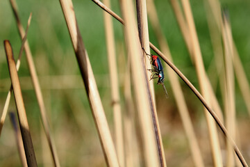 red and green beetle
