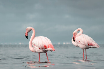 African wild birds. Two great flamingos on the blue lagoon in the morning